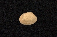 藏品(小眼花簾蛤)的圖片